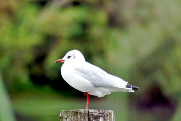 oiseau