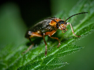 Leaf Beetle on a green leaf