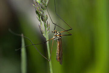 Side view of a crane fly