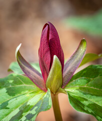Delicate sweet betsy trillium in spring