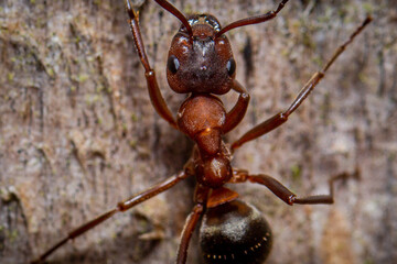 Close up on the head of an ant showing the mandibles