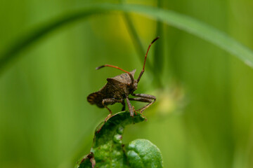 Brown Shield Bug or Stink Bug on a green leaf