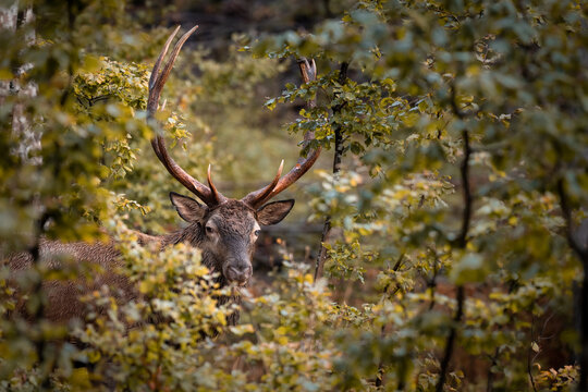 Cerf