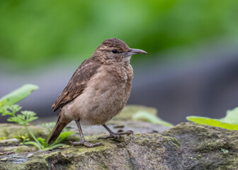 portrait of endemic thick billed miner