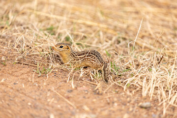 Thirteen Striped Gopher 