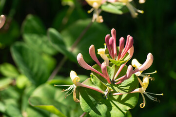 Blossom Lonicera on background green sheet