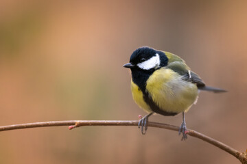 Fototapeta premium Mésange charbonnière