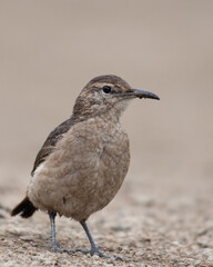portrait of endemic thick billed miner
