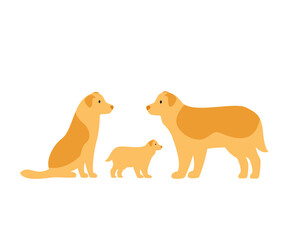 Family of dogs. Border Collie mom, dad and puppy.