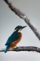 Kingfisher