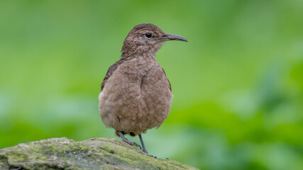portrait of endemic thick billed miner