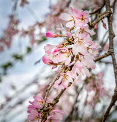 Fototapeta premium Pink and white cherry blossoms blooming in spring in North Carolina