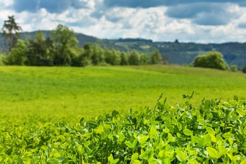 Selective focus clover leave and blue sky. Agricultural landscape in the Czech Republic. Cattle feed. Green clover