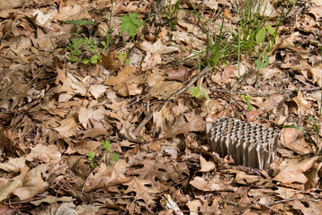 Wasp nest and leaves on the ground