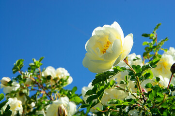 white tea rose flower on sky background