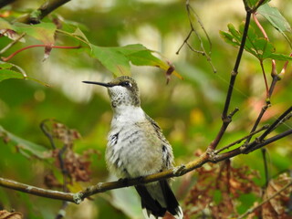 Hummingbirds
