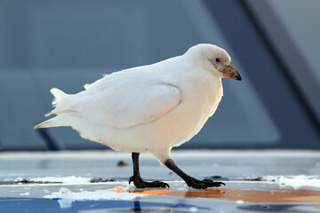 Snowy Sheathbill (Chionis albus) poused in a boat in Ushuaia, Argentina