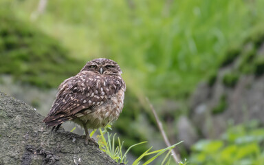 Burrowing owl over a hill