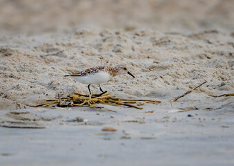 Tiny shorebird, the sanderling, dashes on the sea's edge for food