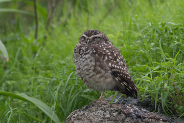 portrait of a sleepy Burrowing owl