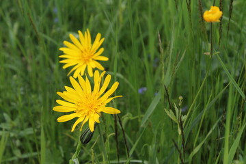 Yellow wildflowers