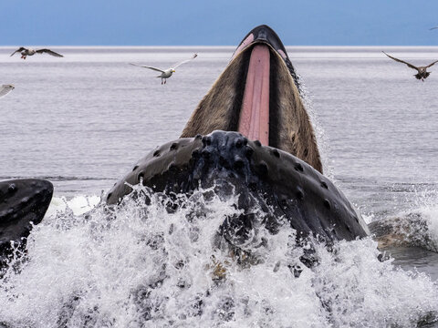 Humpback whale at surface with mouth open. in Warm Springs, Alaska, (Megaptera novaeangliae) Image made under NMFS permit 19703.