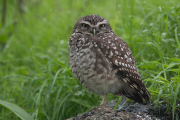 Burrowing owl portrait