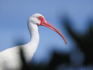 Ibis in Florida