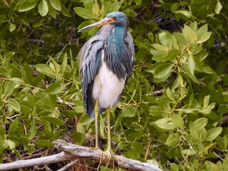 Fototapeta premium Ibis in Florida