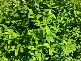 Natural wall of green leaves. Texture. Background. Wallpaper.