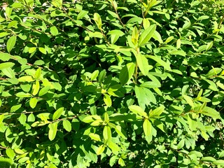 Natural wall of green leaves. Texture. Background. Wallpaper.
