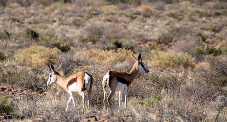 Naklejka na ściany i meble Springbok isolated in the Karoo National Park in South Africa