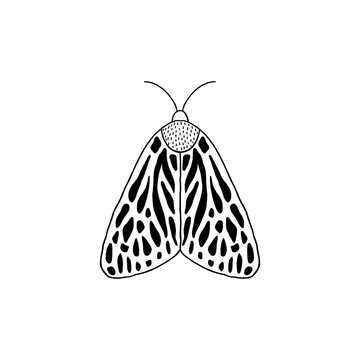 Moth in doodle style