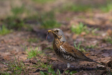 The fieldfare eats an earthworm while sitting on the ground. Hunting bird. The fieldfare looking for food in early spring day.