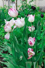 Small white and pink tulips in the tall green grass.