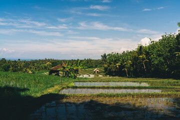 Green plantation near small settlement in summer