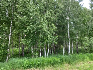 Birch grove on a summer day.