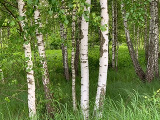 Obraz premium Birch grove on a summer day.