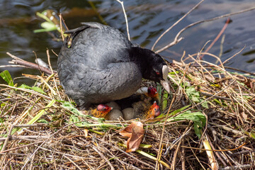 Coot with chicks in the nest.