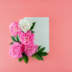 fresh pink peony with green leaves and white paper on pink pastel background with copy space. minimal tropical summer flat lay with copy space. minimal garden background.