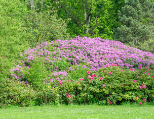 Rhododendron shrub at the edge of the forest.