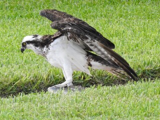 Osprey in Florida