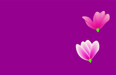 Pink magnolia flower petals in mauve background.