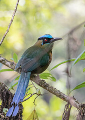 portrait of andean motmot