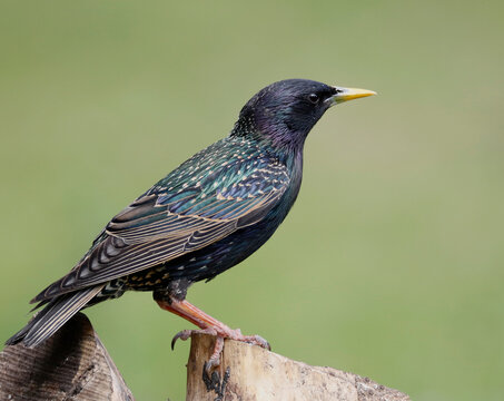 starling