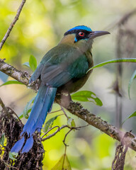 portrait of andean motmot facing right