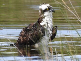 Osprey in Florida
