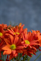 Orange flowers on gray background fine art