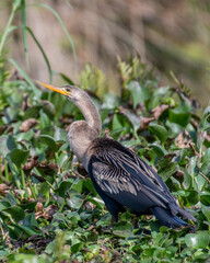 female anhinga