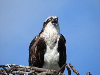 Osprey in Florida